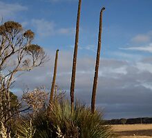 landscapes #200, a tall tail by stickelsimages