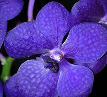 Indigo Orchids by Tina Longwell