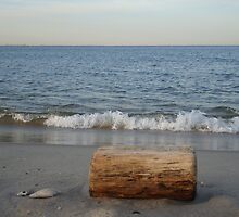 Driftwood on the Jersey Shore by Michele Ford
