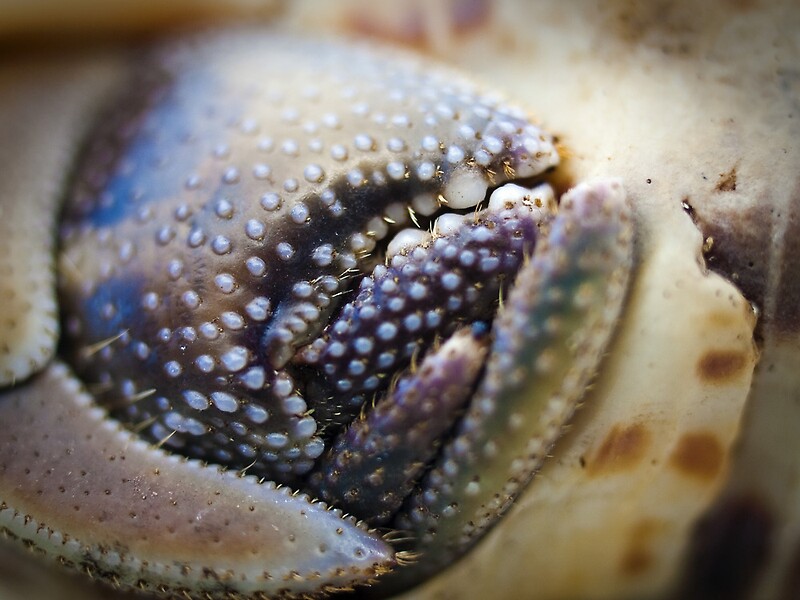 "hermit Crab Claw - Fitzroy Island" By Col Hellmuth | Redbubble