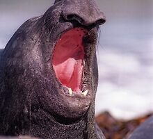 Song of sea elephant by leksele