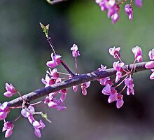 New Beginnings by Linda Yates