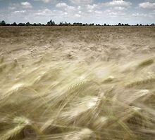 Summers Tide by Paul Tupman