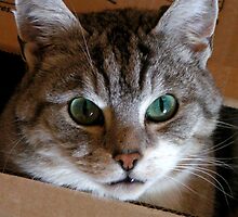 Cat in box: I see you! by patjila