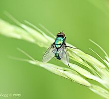 Green Bottle Fly, Lucilla sericata or silvarum by pogomcl
