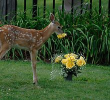 Time to stop and smell the Roses by creativegenious