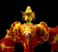 The Warrior II - A new perspective on Orchid Life by © Ashley Edmonds Cooke