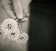 Handful of Dreams. by tammi o'hair