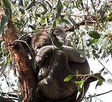 Sleepy Werribee Gorge Koala by DianneLac