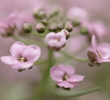 April is a promise that May is bound to keep. by MsheArt2