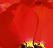 Crumpled Petals by wiggyofipswich