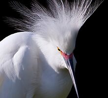 Courtship Display by Janet Fikar