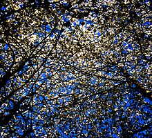 Things are looking up by DExPIX