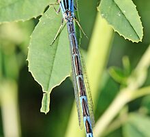 Common Blue Damselfly, Enallagma cyathigerum by pogomcl