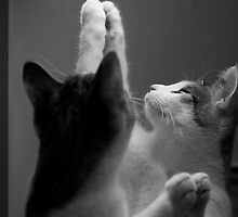 Cat in the mirror by worak