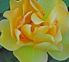 "Victory Rose" by Gloria McAfee-Carver