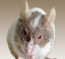 Mr Mouse by Sally Green