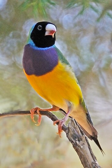 quot black headed gouldian finch quot by raoul madden redbubble quot black headed gouldian finch quot by raoul madden redbubble