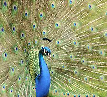 Peacock Displaying Feathers (side on) by Richard Heeks