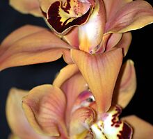 Extravagant Orchid by Tina Longwell