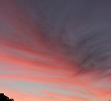 Backbone by Australis