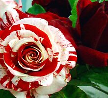 Thank You by Elenne Boothe
