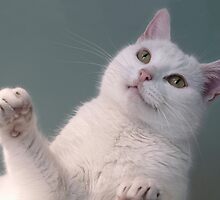 Talk to the Paw!! by Sally Green