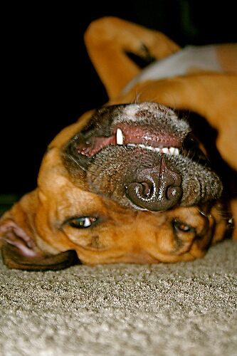 bullmastiff ridgeback