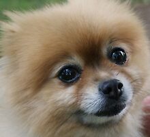 Irresistible Eyes by stephanieunton