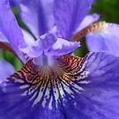 So Purple! by Michele Ford