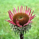 The Blooming Flower by Michele Ford