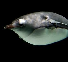 Torpedo Run by Hedoff