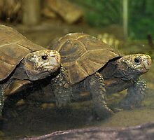 Slow and steady wins the race by Megan Herne