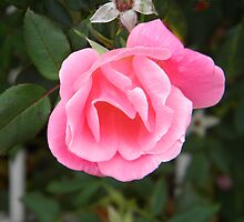 The Pink Promise by Jaclyn Hughes
