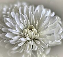 Heaven Scent by Kelly Cavanaugh