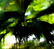 Flight of the palms #01 by LouD