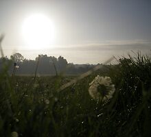 dawn and dandelion by uncleblack