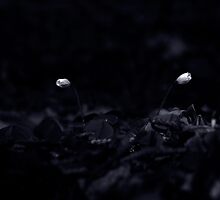 They aren`t on speaking terms ! by Ethem Kelleci