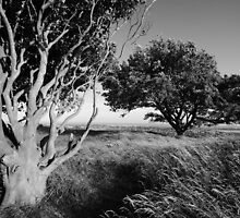 Trees in the tall grass by Darren Bailey LRPS
