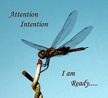 Attention..... by Lynette Higgs