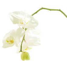 white orchid by AgaSilva