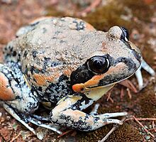 Giant Banjo Frog by EnviroKey