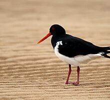Pied Oystercatcher by EnviroKey
