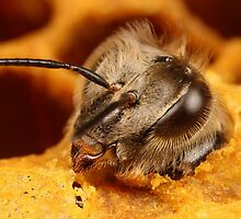 bee hatching x3 by Scott Thompson