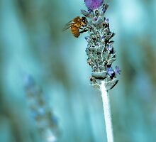 ...lavender blue... by Geoffrey Dunn