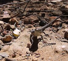 Grass Skink by EnviroKey