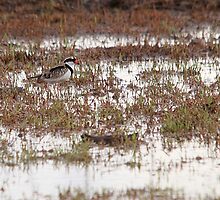 Black-fronted Dotterel by EnviroKey