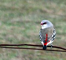 Diamond Firetail by EnviroKey