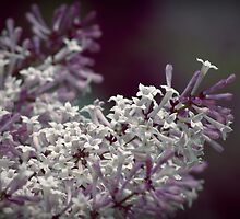 Scent From Heaven by Debbie-Anne Parent