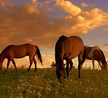Splendor Of A Summer Evening by Jeanne Nations